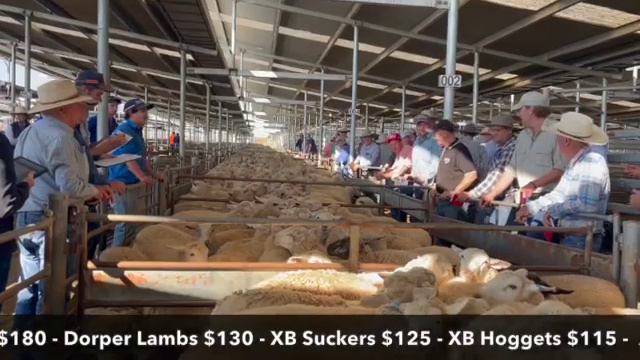 SELX Hammer Time Report - 27 March 2024