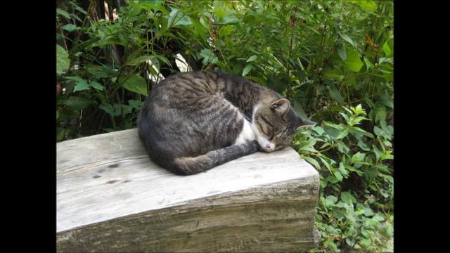 Brandi Carlisle & Emmylou Harris - Take Me Home, Country Roads смотреть онлайн