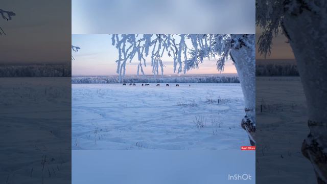 Алампа. Төрөөбүт дойду.