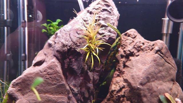 Аквариум с креветками Сулавеси Кардинал 01.10.2019 (Cardinal Shrimp From Sulawesi)