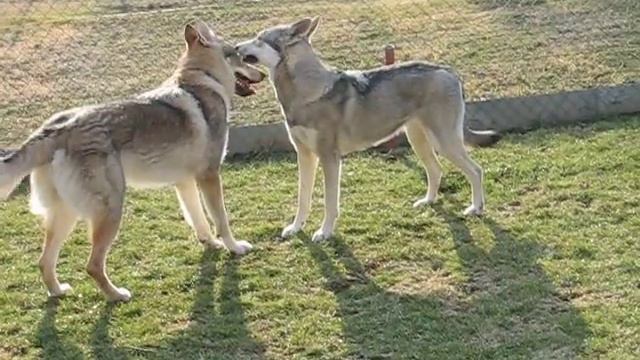 Saarloosky Cassie A Shaeny A ČSV Niall_2