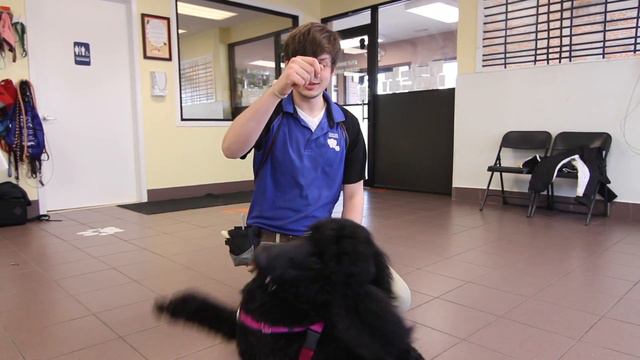 Meet Austin Simmons, ULPS Dog Trainer! смотреть онлайн