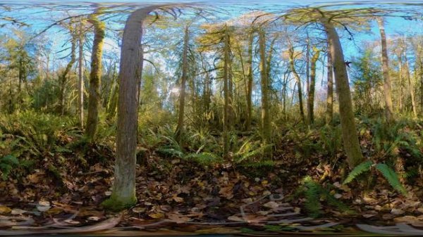 Virtual Immersion into Forest Scenery - 8K Lost in the Forest - 360° Virtual Relaxation Video