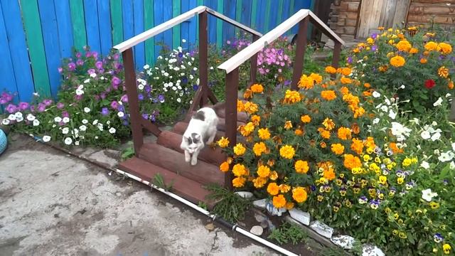 наши любимцы смотреть онлайн