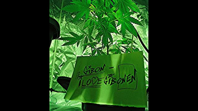 Gibon - ILOVEGIBONEN