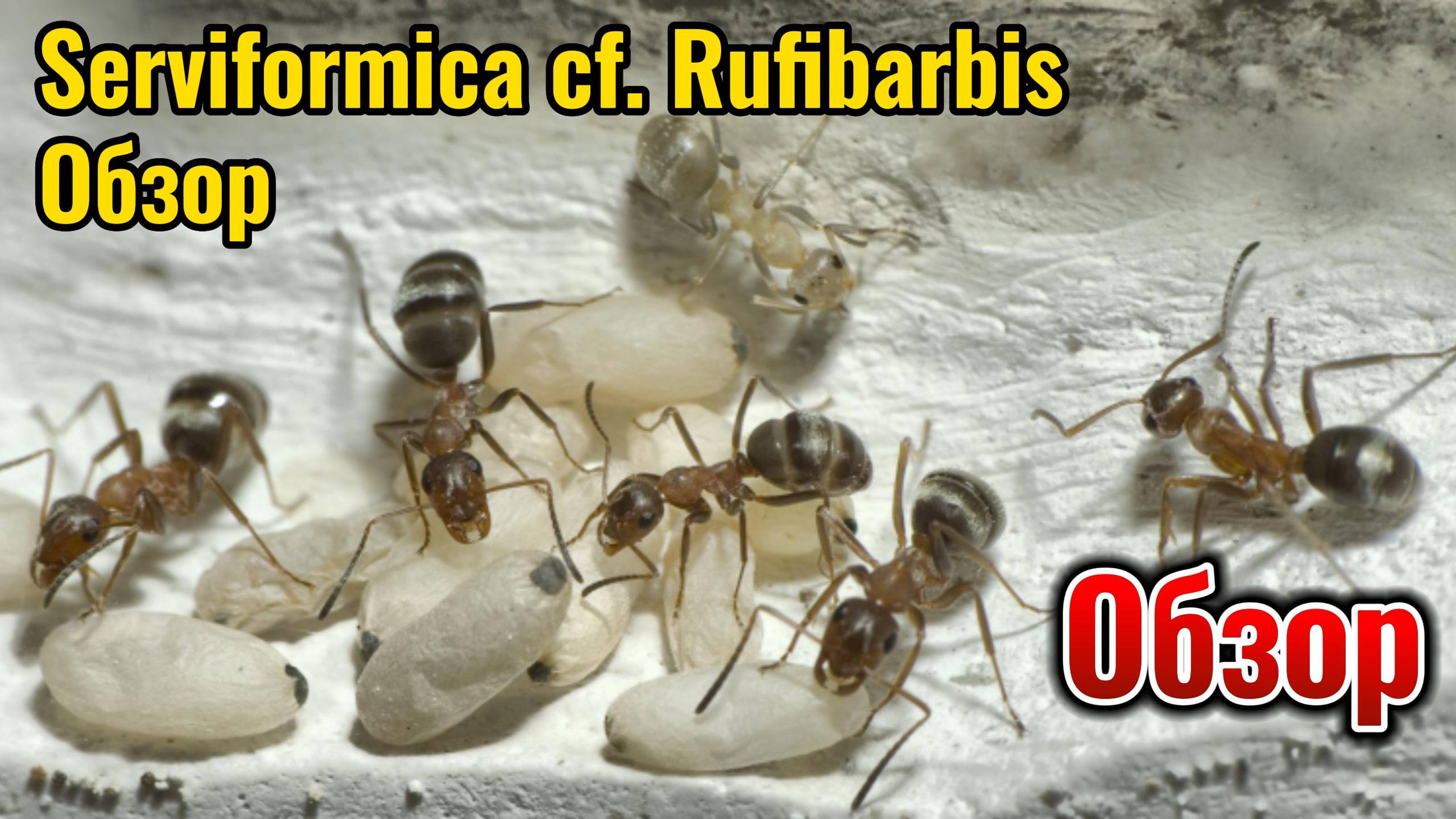 Serviformica cf. Rufibarbis. обзор