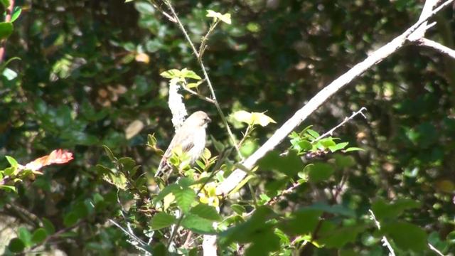 Adult Female Purple Finch Eating Black Huckleberry смотреть онлайн