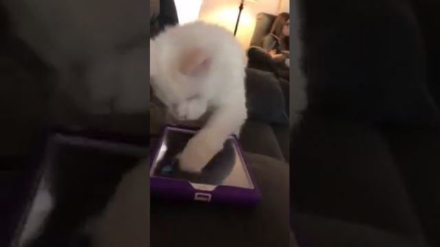 White Maine Coon playing with app смотреть онлайн