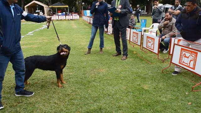 cachorro b (hembras) смотреть онлайн