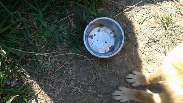 Ванечка в другом вольере