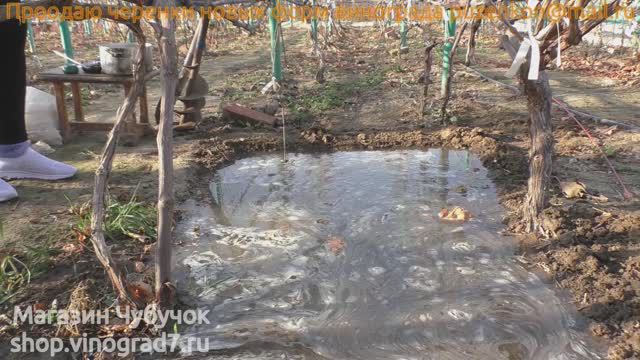 Влагозарядковый полив виноградника, полевая влагоемкость, транспирация листа, расчет воды на сезон смотреть онлайн