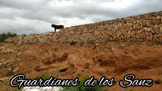 Presa Canario 🇪🇦 Julaga De Selecta Adeje смотреть онлайн