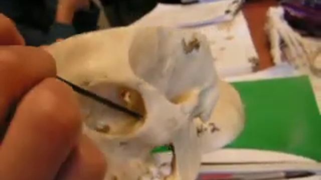 The Skull and its parts смотреть онлайн