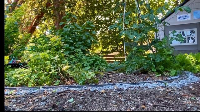 Victoria BC: Live Steam Bassett-Lowke 2-6-0 on the Garden Planter Railway! (Like/sub/comment/share) смотреть онлайн