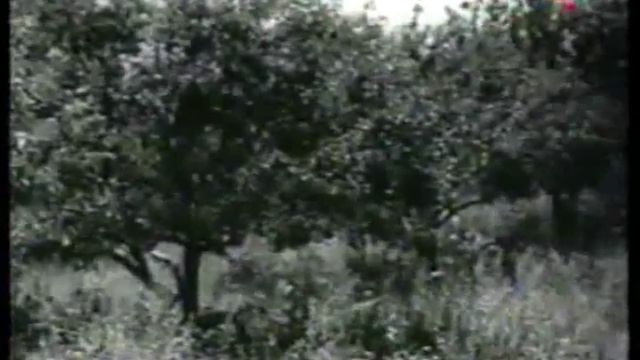 И вновь я дома - Ширвани Чалаев смотреть онлайн