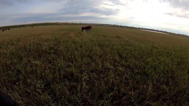 Пастушок смотреть онлайн