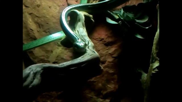 Serpent Ratier Vert смотреть онлайн
