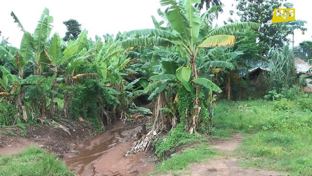 Gwinea Cz.3 -  Pyszne Owoce