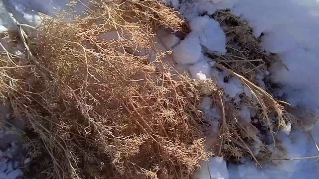 дар барфи бисйор гуспандон чи мехӯранд. ?? смотреть онлайн