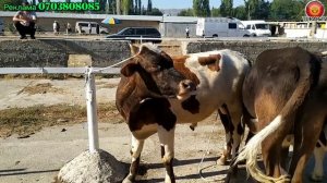 Мал базар Талас Покровка 19-Август 2022