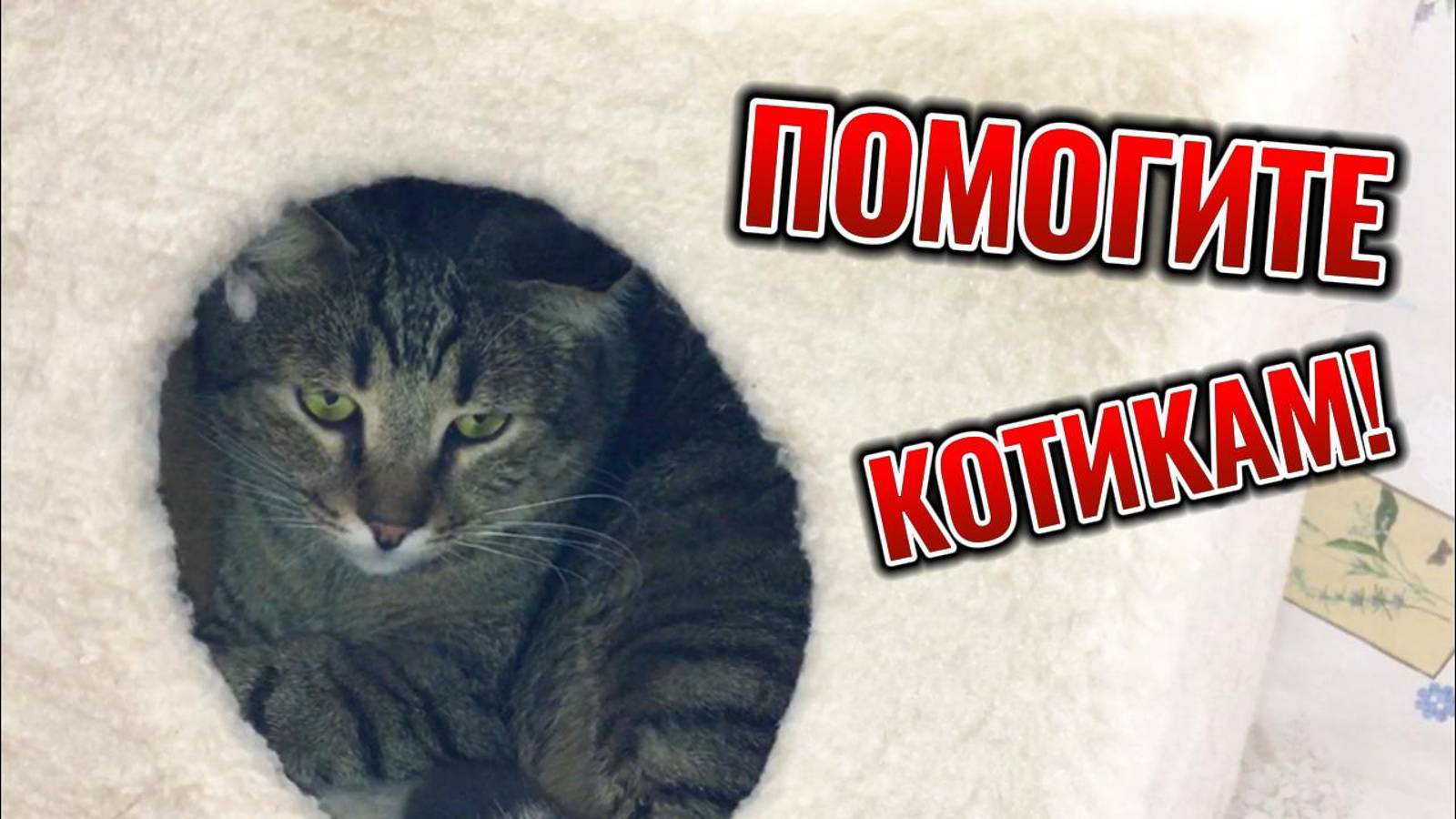 Спасите котиков!