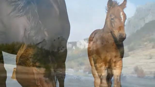 Velebite Ispod Zvijezda