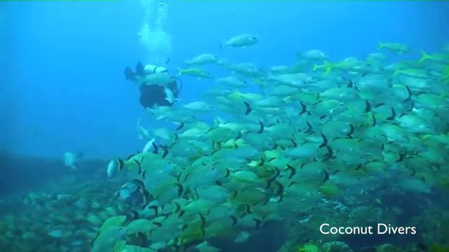 Coconut Divers. Cancun Dive. Diving sites: San Toribio y C55. смотреть онлайн