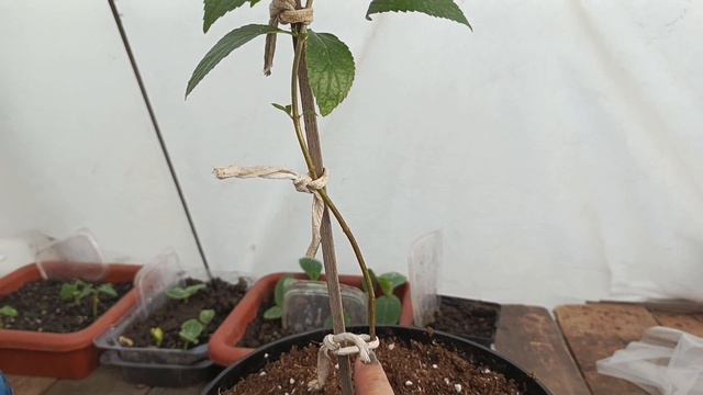 Формирую штамб из убитой гортензии. Что получилось в течении лета 😊🌺 смотреть онлайн