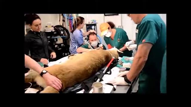 Tim Harrison Talks About Nikita's Transformation