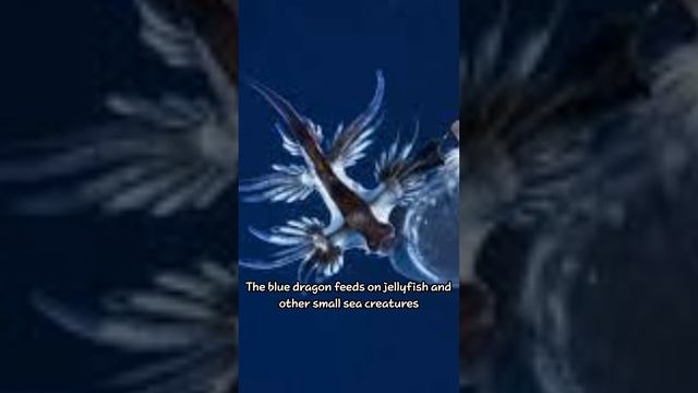 Glaucus atlanticus _ The Blue Dragon of The Sea смотреть онлайн
