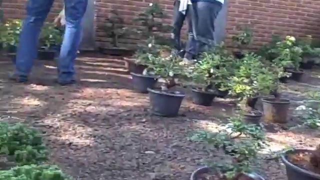 Bonsai 2009 - Ribeirão Preto/SP смотреть онлайн