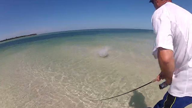 Blacktip Shark bite on topwater смотреть онлайн