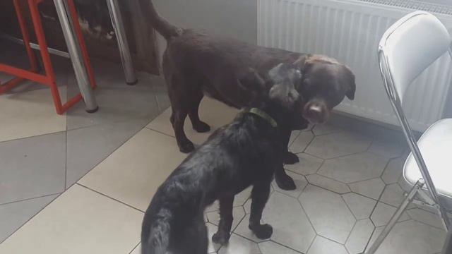 Вита, Ева и Ноэль (6 марта 2015) смотреть онлайн