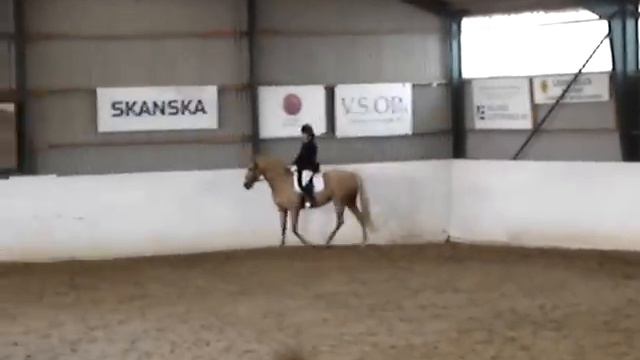 La Fortuna Fayenza "Tuna" dressage LB2 14 sep 2008 смотреть онлайн