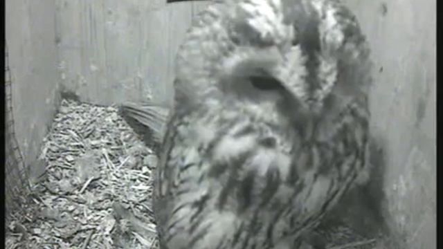 BosCam2 2016 02 15 075151 Bosuil V legt ei 2 смотреть онлайн