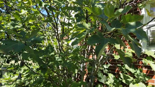STAGGER YOUR FIG TREES!!! смотреть онлайн