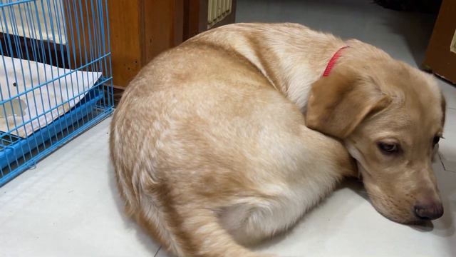 Labrador puppy and Bunny can be friends ❤️ | Little John and Snow | смотреть онлайн