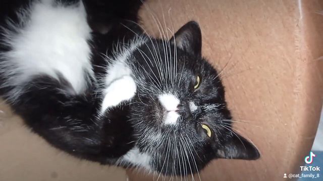 My love cat family 💕#cat #catfamily #catvideos #любимыйпитомец #интересныеистории #love смотреть онлайн