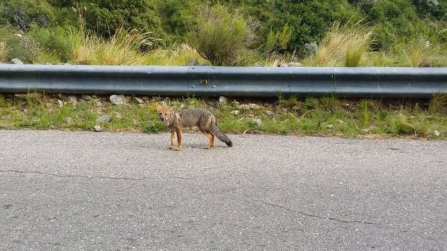 Zorros En Camino Al Filo Serrano En Merlo San Luis