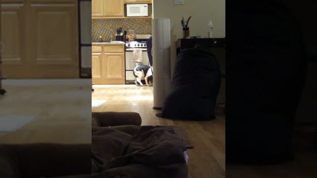 Bugsy watching Basketball смотреть онлайн