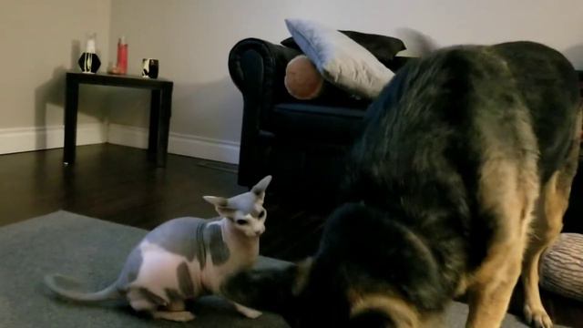 Sphynx Cat Blaze fights German Sheppard Mika смотреть онлайн