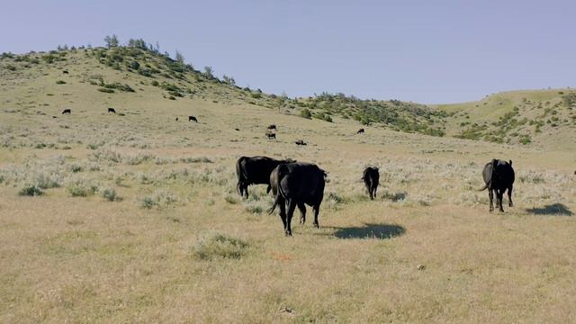 No Nonsense, Hardworking Angus Genetics | The American Rancher смотреть онлайн