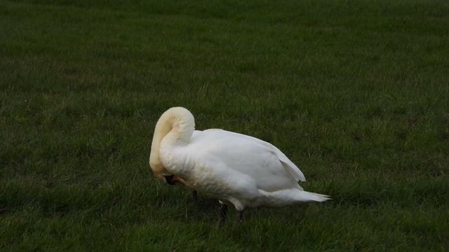 #swan #wildlife #natuur #birds #fotografie #wildanimals #polder #polderpictures #weiland