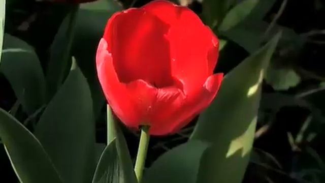 Лирични мигновения с Благой Ранов смотреть онлайн