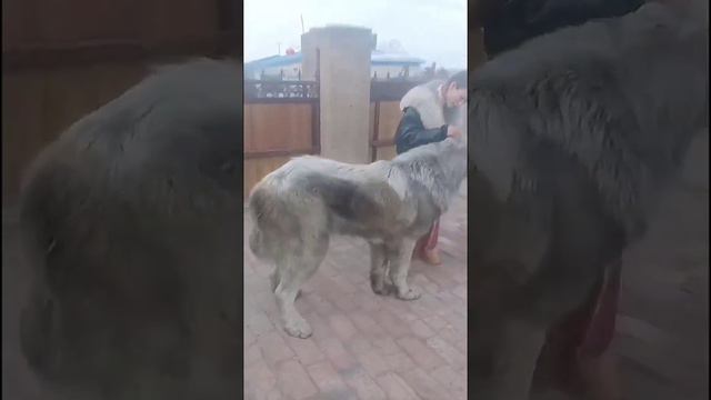 Вот это Алабай