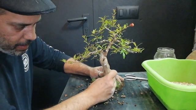 Que Es Un Replante? Aquí Lo Veremos. Granado Nana (