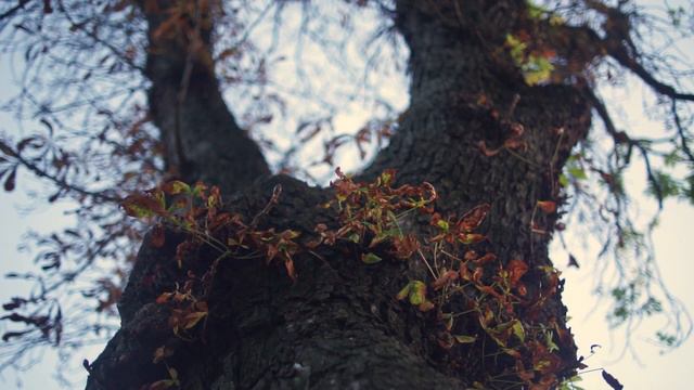 A. G. Matoš/T. Jerković - JESENJE VEČE