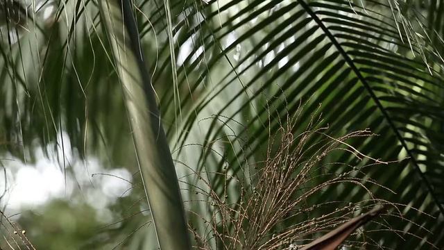 Encuentros con la Selva- Emilio White Ep.02- Palmito y Palorosa смотреть онлайн