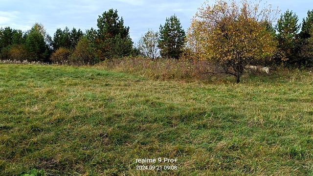 катумские овцы.