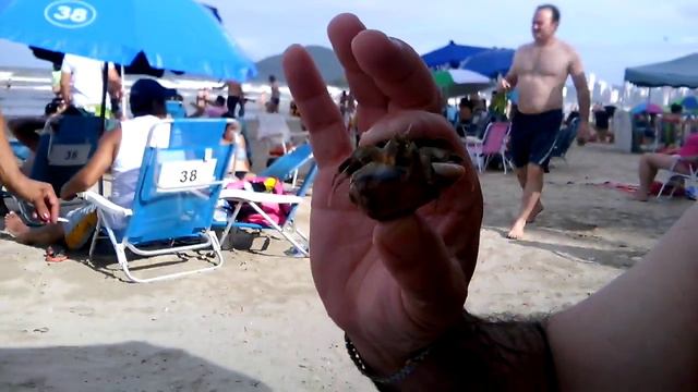 El Cangrejo Que Encontro Mi Abuelo En Camboriu